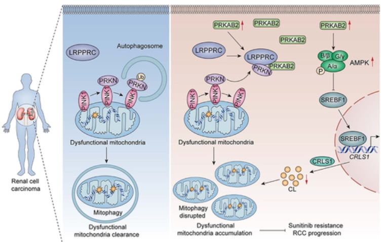 aa8cfa63e2d44d96838faa50837a3fe0-xgwMcOv