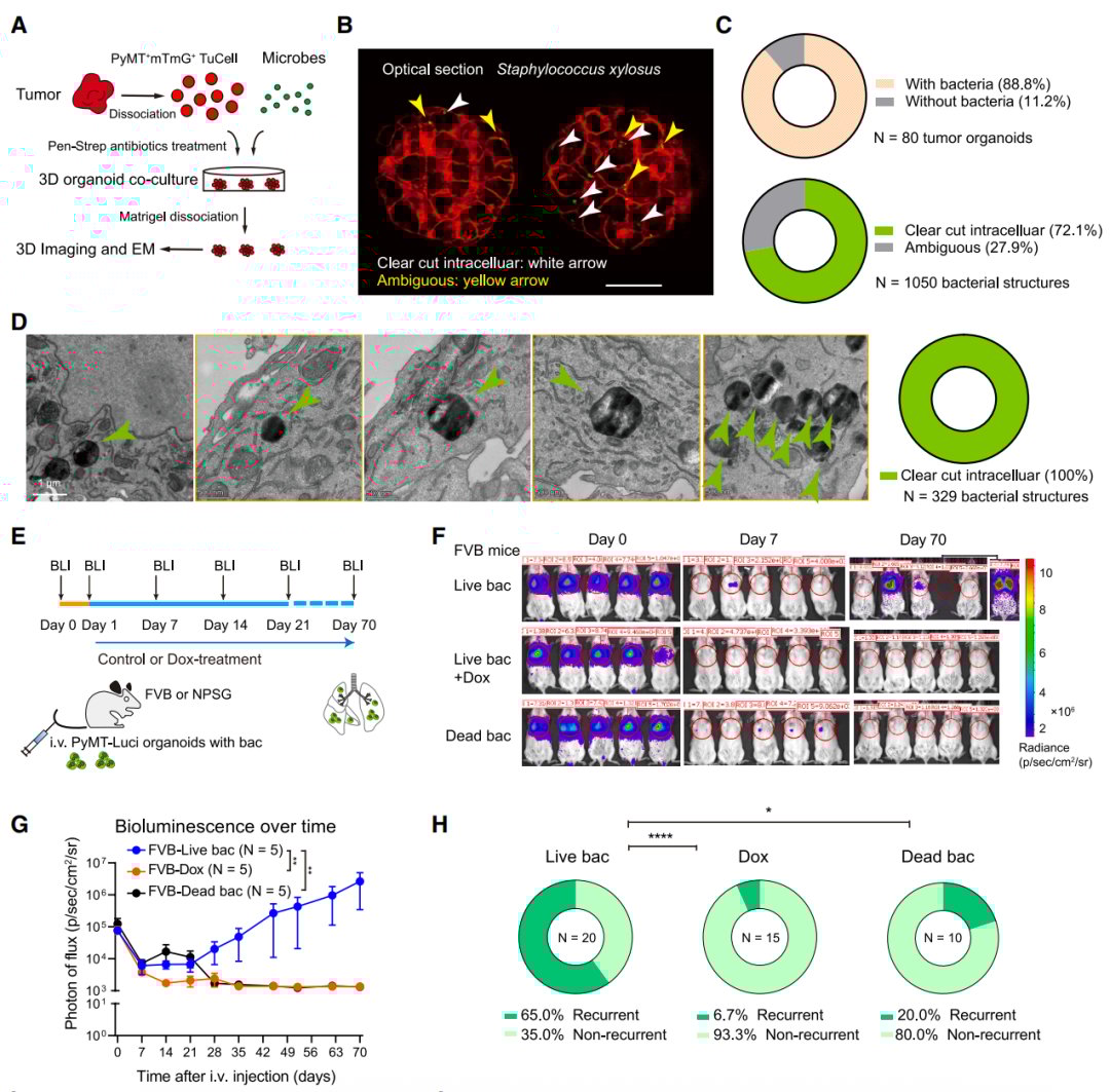 瘤内菌定植后促进免疫依赖性转移的发展