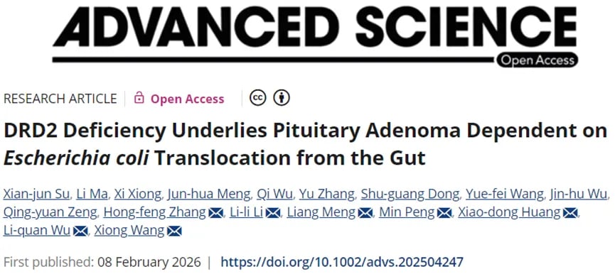 垂体腺瘤发病机制示意图：DRD2缺陷、大肠杆菌易位与MAPK通路激活