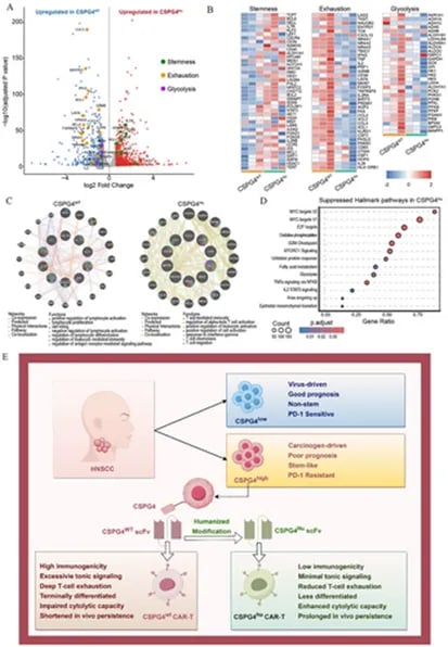 人源化CSPG4 CAR-T细胞的转录组优势与概念模式图