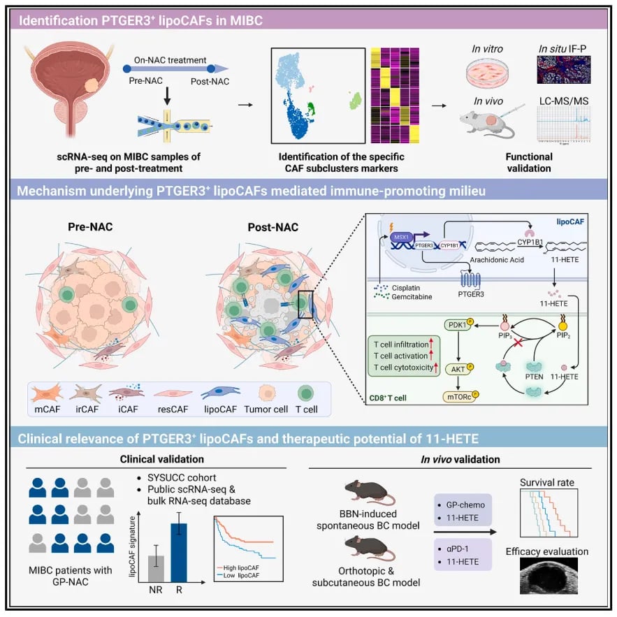 CAFs脂质氧化增强CD8+ T细胞毒性的机理模式图