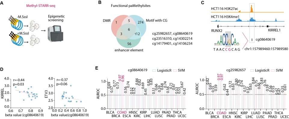 结直肠癌早期诊断高甲基化标志物cg08640619作用机制图