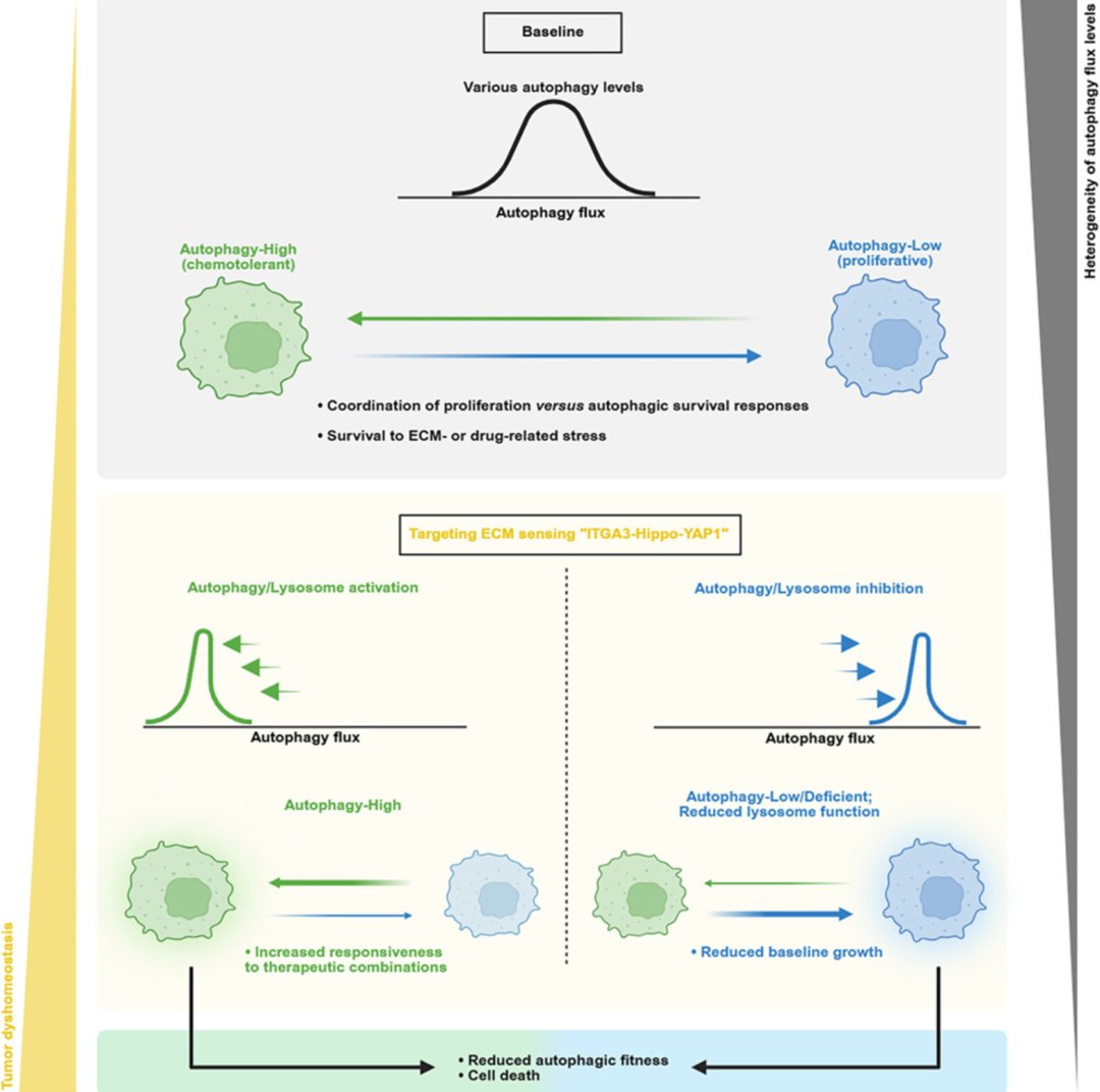 《Cell》研究文章模式图：胰腺癌细胞自噬调节与微环境感知
