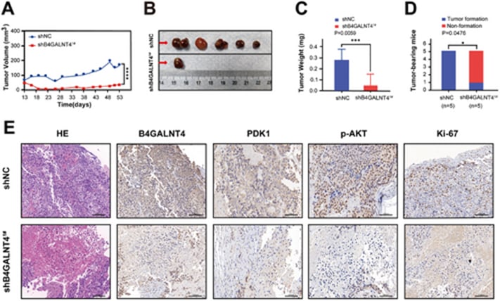 敲低B4GALNT4抑制前列腺癌小鼠异种移植肿瘤生长的体内实验结果