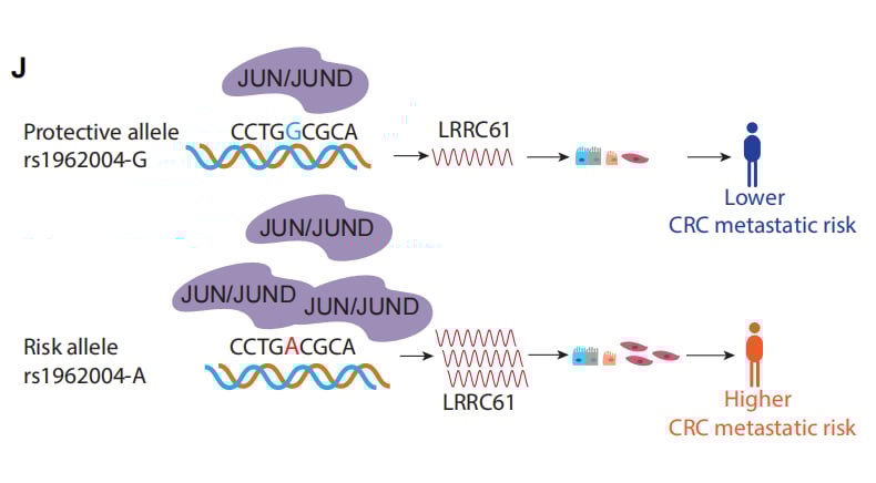 结直肠癌转移相关遗传变异rs1962004-A通过JUN/JUND激活LRRC61促进肿瘤增殖迁移