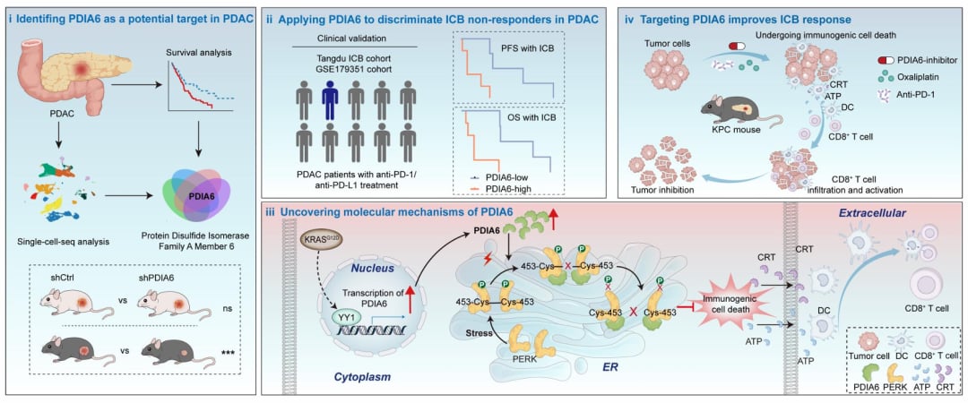 PDIA6抑制PERK介导ICD的胰腺癌免疫逃逸机制模式图