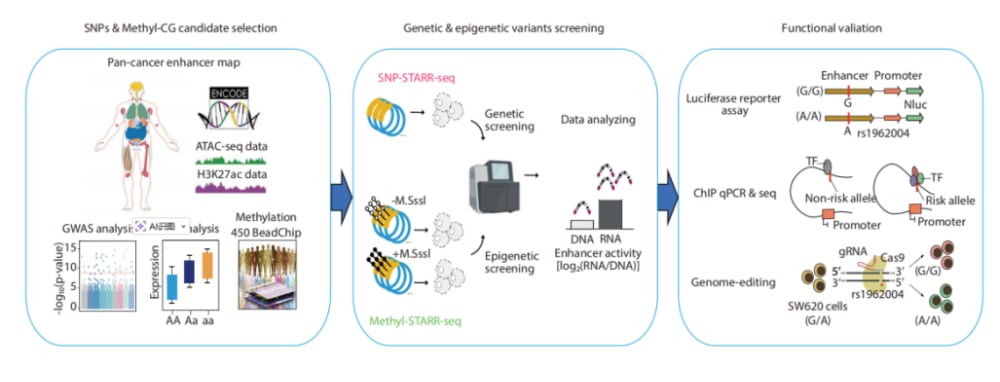 结直肠癌遗传变异调控机制图：rs67941642通过GFI1和TAF4影响肿瘤细胞增殖迁移