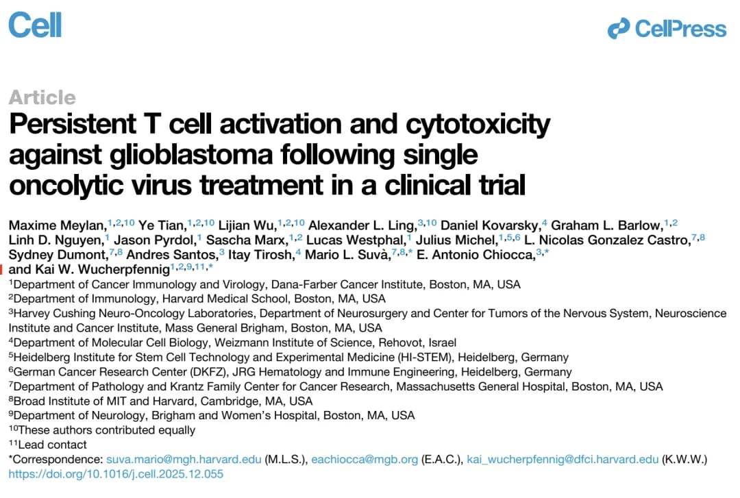 单次溶瘤病毒治疗胶质母细胞瘤诱导T细胞浸润与免疫激活机制图