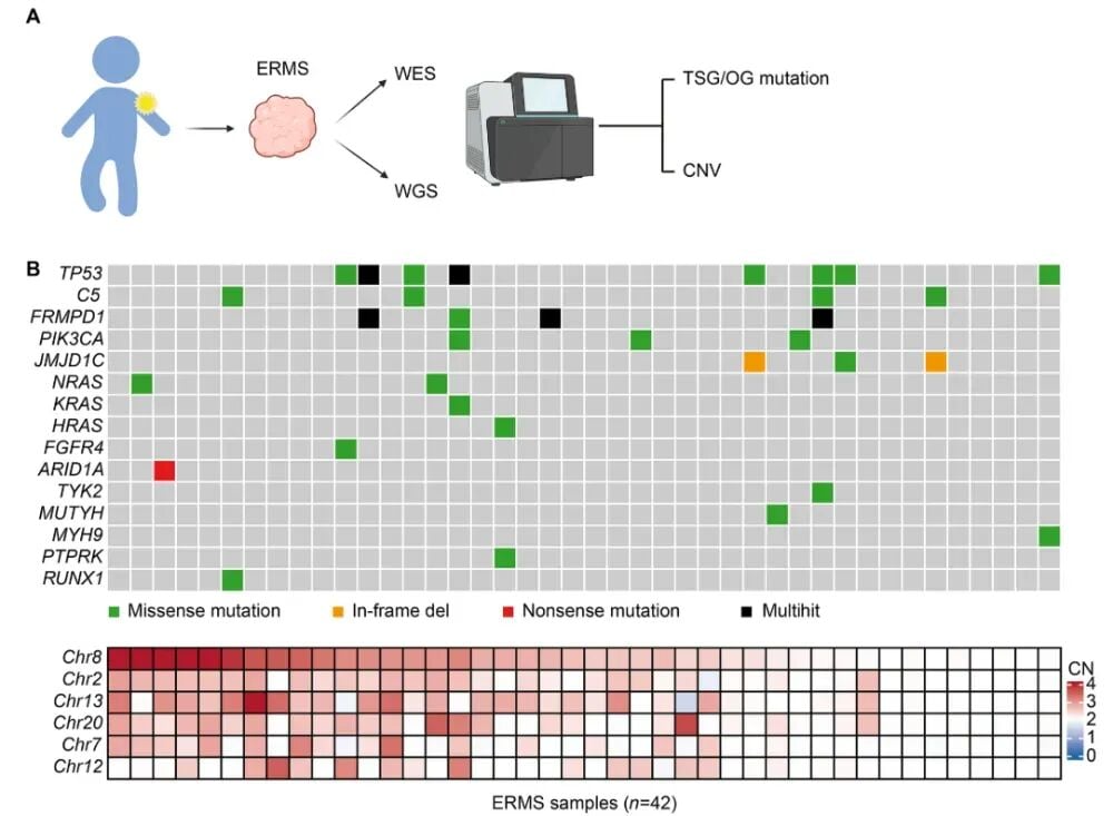 临床数据展示8号染色体增益与人类ERMS肿瘤发生的相关性分析