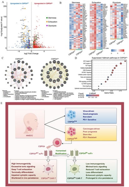 人源化CSPG4 CAR-T细胞优化设计的转录组重构与代谢重写机制图