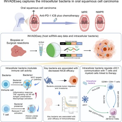 细胞内细菌对口腔鳞状细胞癌免疫微环境调控的图形摘要