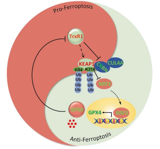 铁死亡诱导剂与沙利度胺联合治疗肿瘤的模式机理示意图
