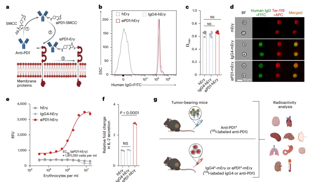αPD1-Ery治疗晚期实体瘤的抗肿瘤活性及疾病控制率临床数据图