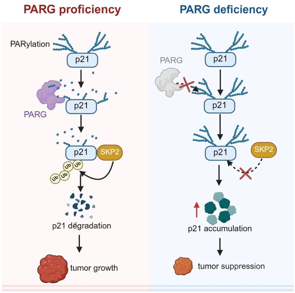 PARG-p21分子轴作用机制图解：PARG通过去PAR化解除空间阻碍促进p21泛素化降解