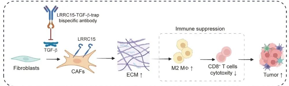 LRRC15与TGF-β双特异性抗体治疗非小细胞肺癌的模式机理图，展示了其打破ECM屏障并激活T细胞的过程