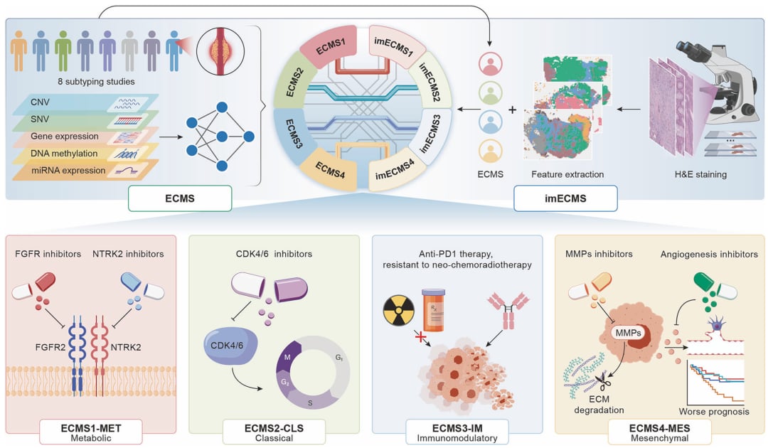 基于ECMS分子分型的食管鳞癌(ESCC)精准治疗方案与靶点选择路线图