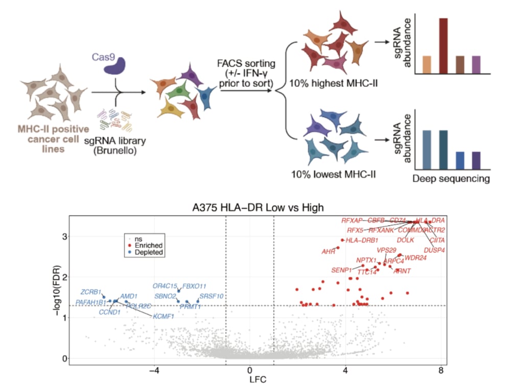全基因组CRISPR-Cas9筛选调控癌细胞HLA-II表达的关键因子及临床生存期数据对比图