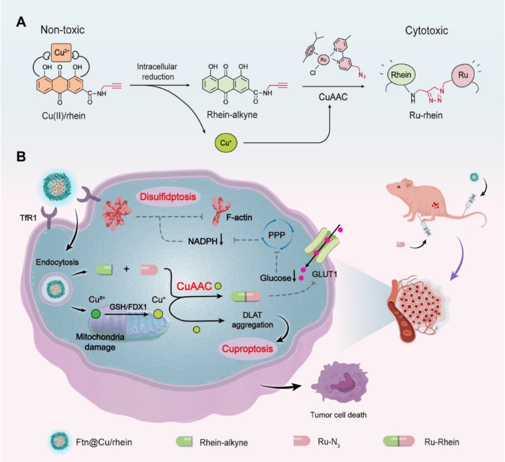Ru-rhein和Cu/rhein在肿瘤内的生物正交反应原理示意图