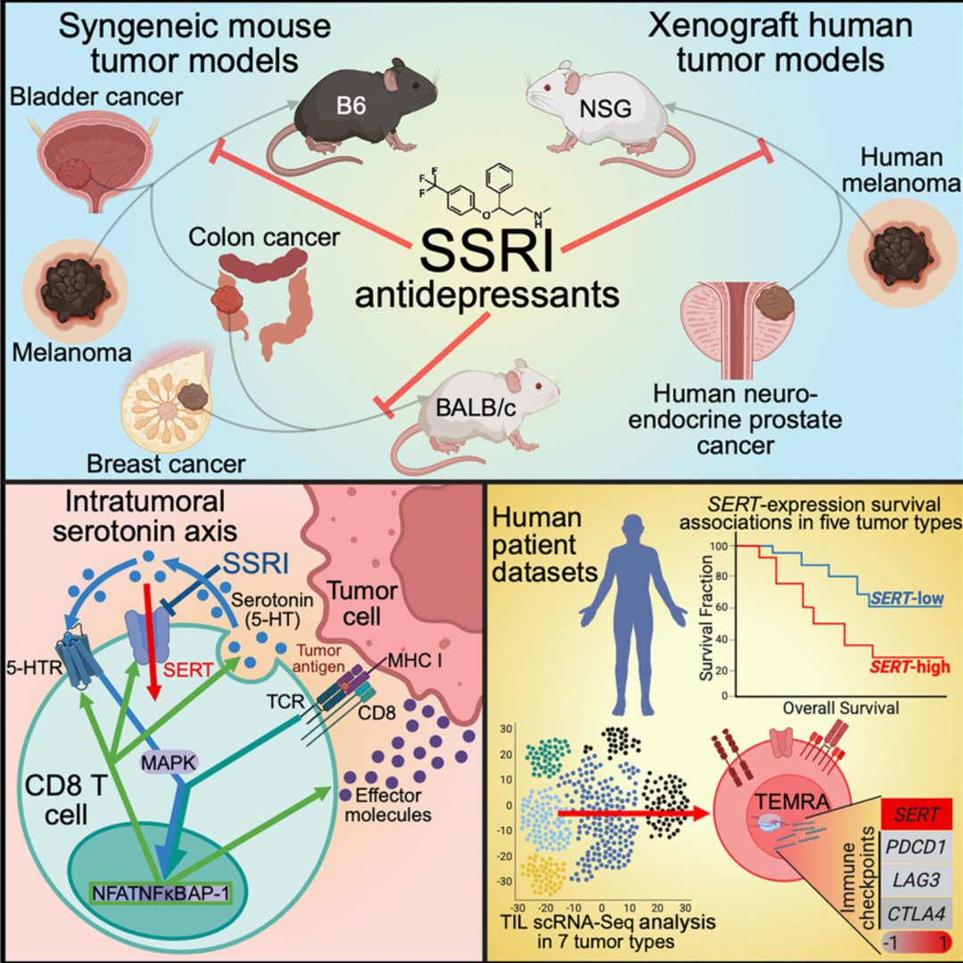 SSRI类抗抑郁药物与PD-1抑制剂协同增强抗肿瘤免疫的模式图