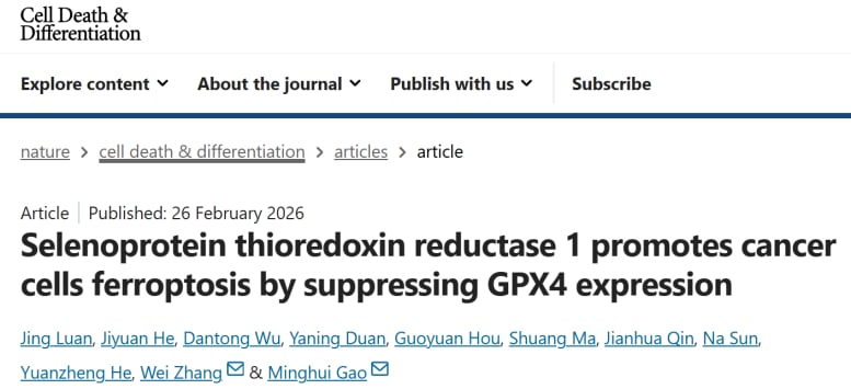 TrxR1通过KEAP1-NRF2轴调控GPX4表达及铁死亡敏感性的分子路径图