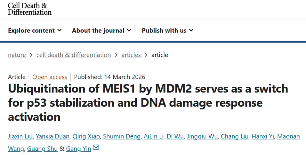 MEIS1作为分子诱饵竞争MDM2泛素化转移从而稳定p53的机制示意图