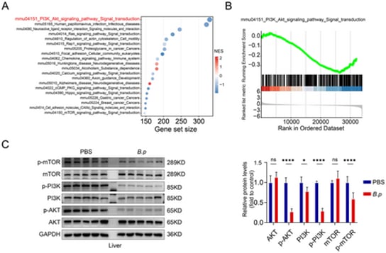 假长双歧杆菌影响胆管癌进展的机制图：涉及PI3K-AKT-mTOR通路调控