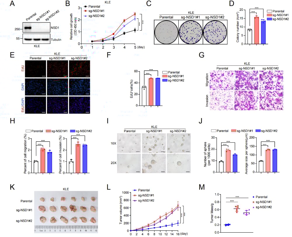 NSD1抑制子宫内膜癌细胞恶性表型的实验结果示意图（糖酵解与侵袭相关）
