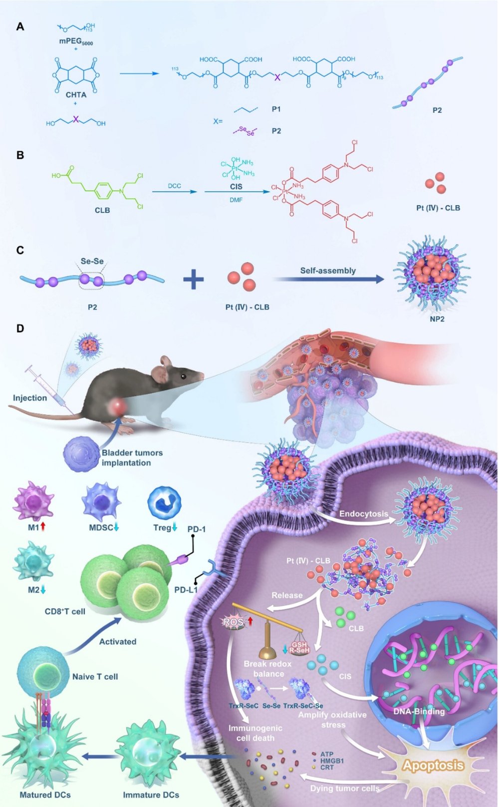 NP2同时抑制GSH和Trx系统增强膀胱癌顺铂敏感性的机制图