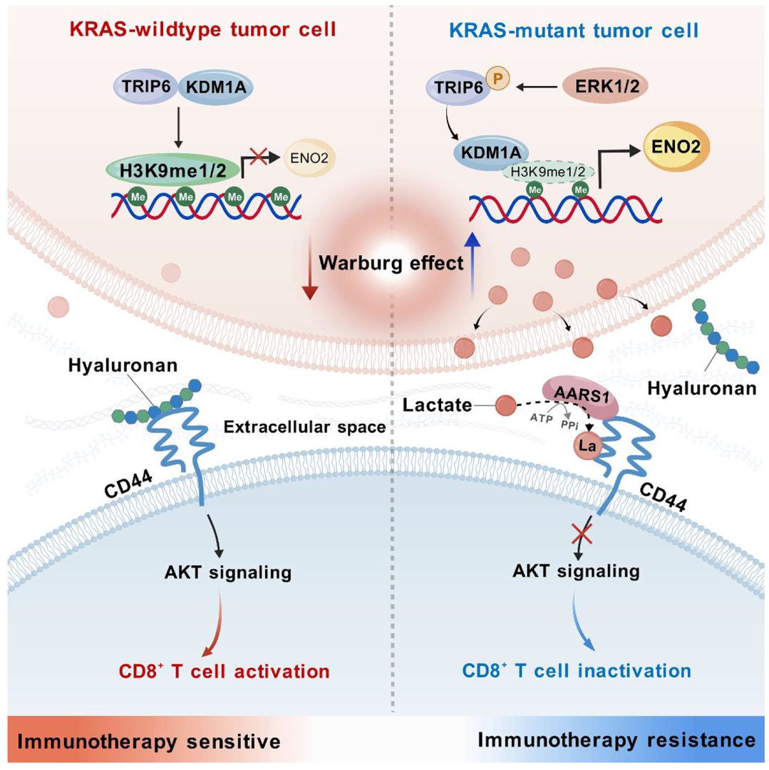 TRIP6在结直肠癌中调控ENO2和乳酸产生的机制图