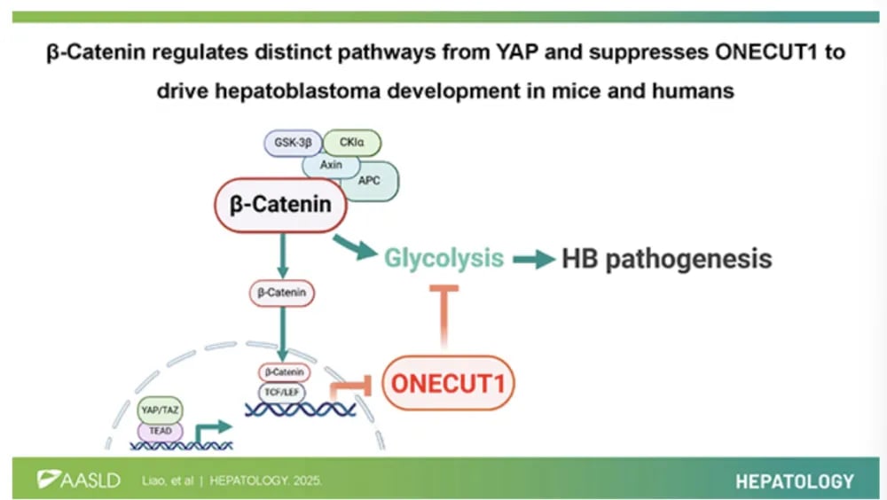 β-Catenin抑制ONECUT1与肿瘤糖酵解相关机制示意图（肝母细胞瘤）