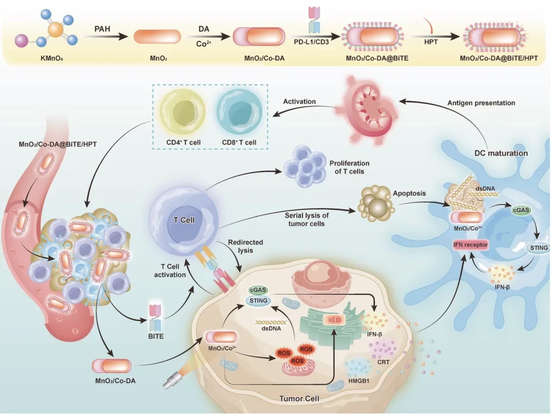 激活STING通路增强BiTE免疫疗法：将冷肿瘤转热肿瘤的机制示意图