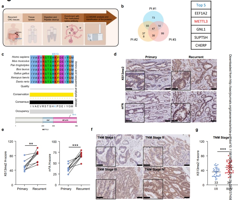 METTL3 K513二甲基化与结直肠癌进展和复发相关的研究图示