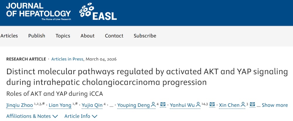 肝内胆管癌AKT与YAP通路在肿瘤进展与免疫抑制中的作用示意图