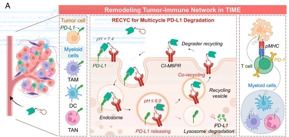RECYC通过多周期清除PD-L1重塑肿瘤免疫网络机制图