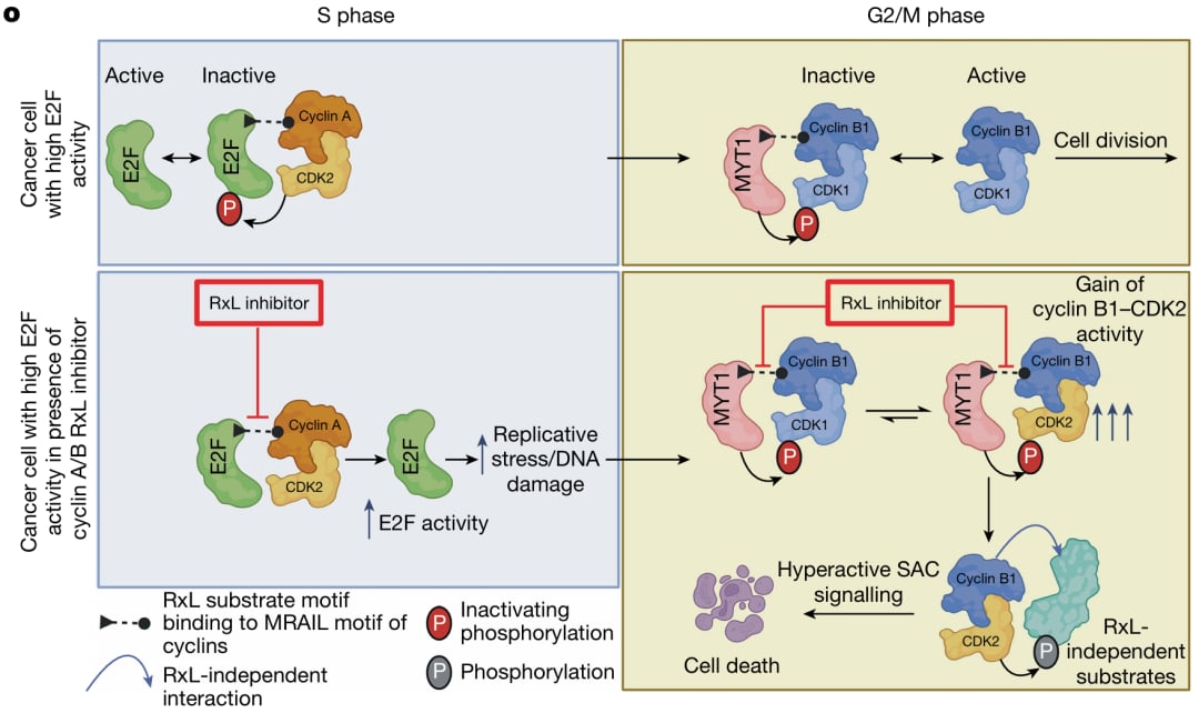 cyclin A/Bi作用机制模式图：阻断cyclin A-E2F与cyclin B-MYT1并激活纺锤体装配检查点