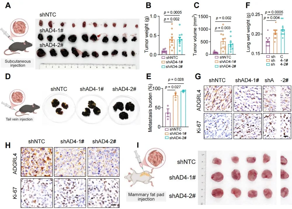ADGRL4缺失导致肿瘤生长速度和转移率显著增加的对照实验数据