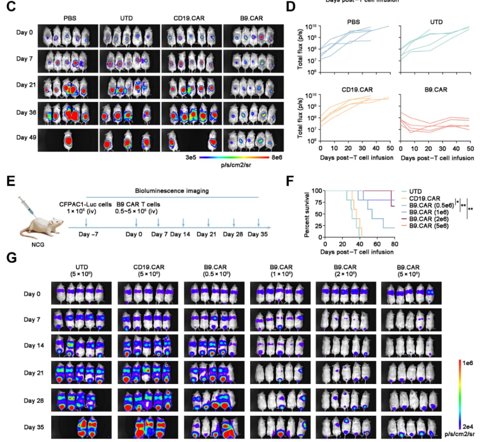 B9 CAR-T细胞在胰腺导管腺癌小鼠模型中的抑癌效果实验数据图