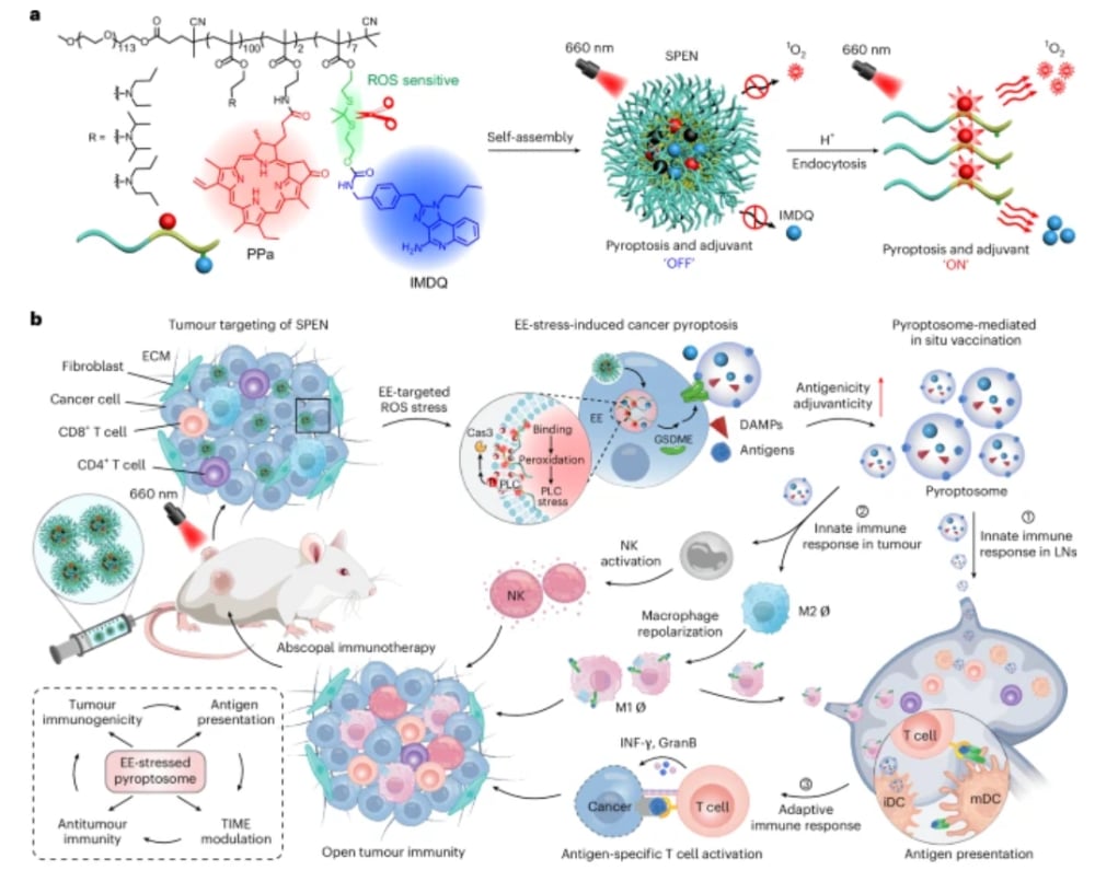 纳米佐剂SPEN增强癌症免疫循环并原位生成癌症疫苗的流程图