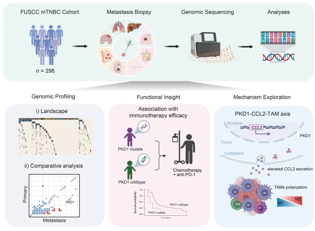 三阴性乳腺癌转移灶基因组研究设计流程图：靶向测序、多组学与机制验证