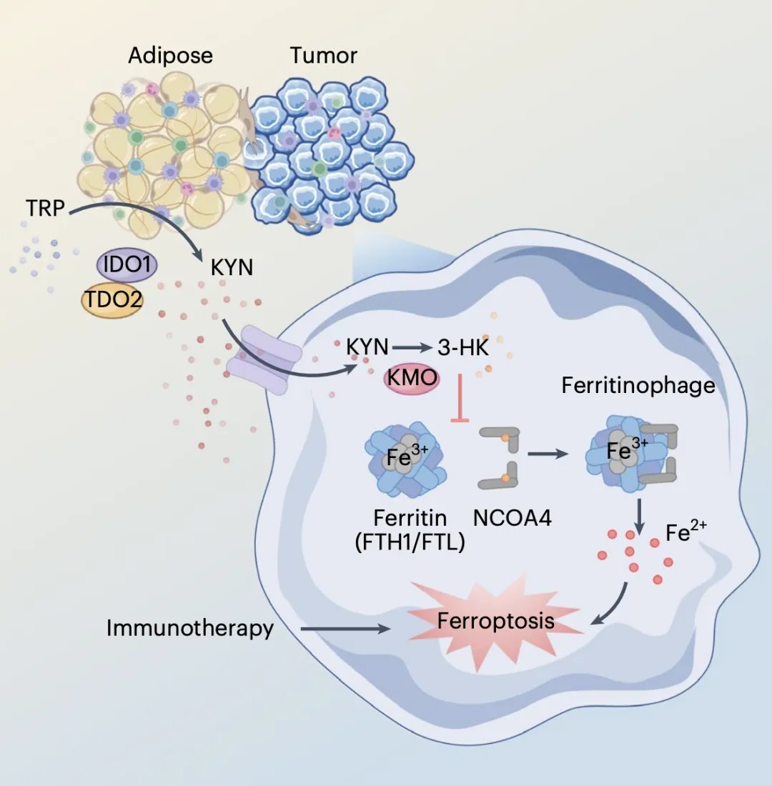 犬尿氨酸（KYN）代谢通路介导的铁蛋白自噬抑制机制图