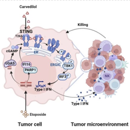 心血管药物卡维地洛的抗癌新发现:激活STING通路,协同增强肿瘤免疫与化疗效果 2 1745210899525_1976717.png