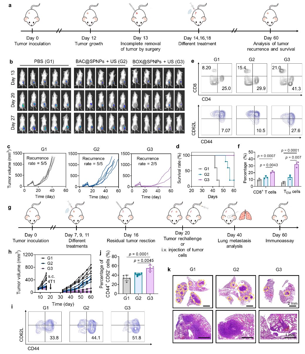 超声激活基因工程菌与OX40L:肿瘤免疫治疗新策略,高效动员T细胞抗癌 7 图片
