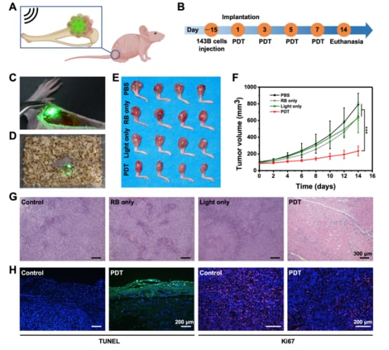 骨肉瘤等深部肿瘤治疗新希望:柔性可植入光子器件实现无线光动力疗法 4 图片
