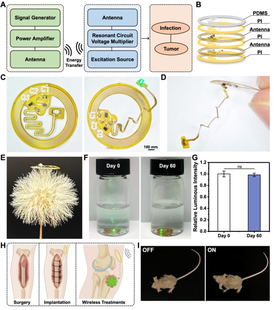 骨肉瘤等深部肿瘤治疗新希望:柔性可植入光子器件实现无线光动力疗法 1 图片