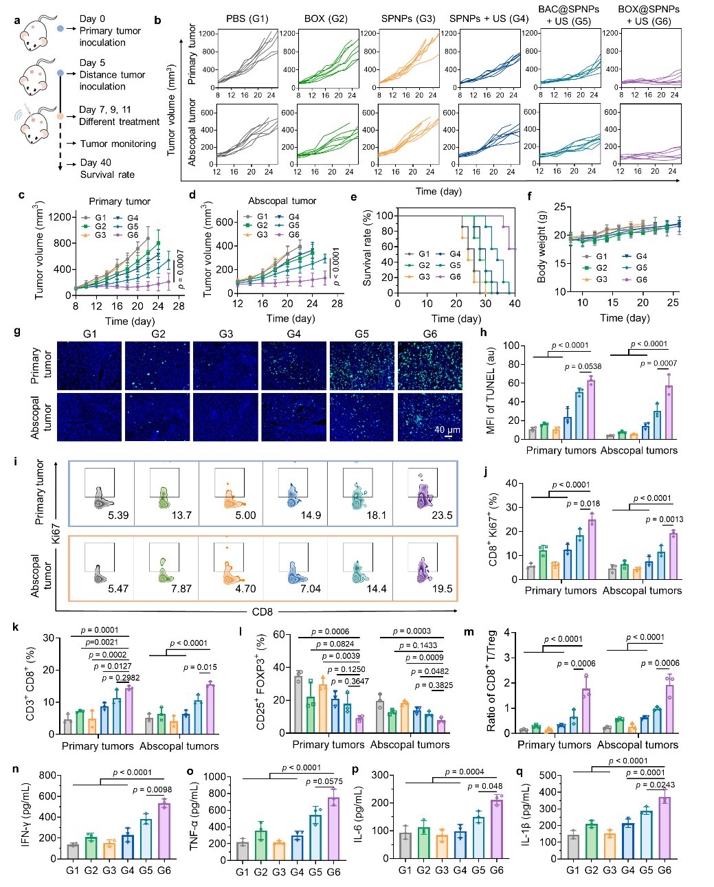超声激活基因工程菌与OX40L:肿瘤免疫治疗新策略,高效动员T细胞抗癌 6 图片