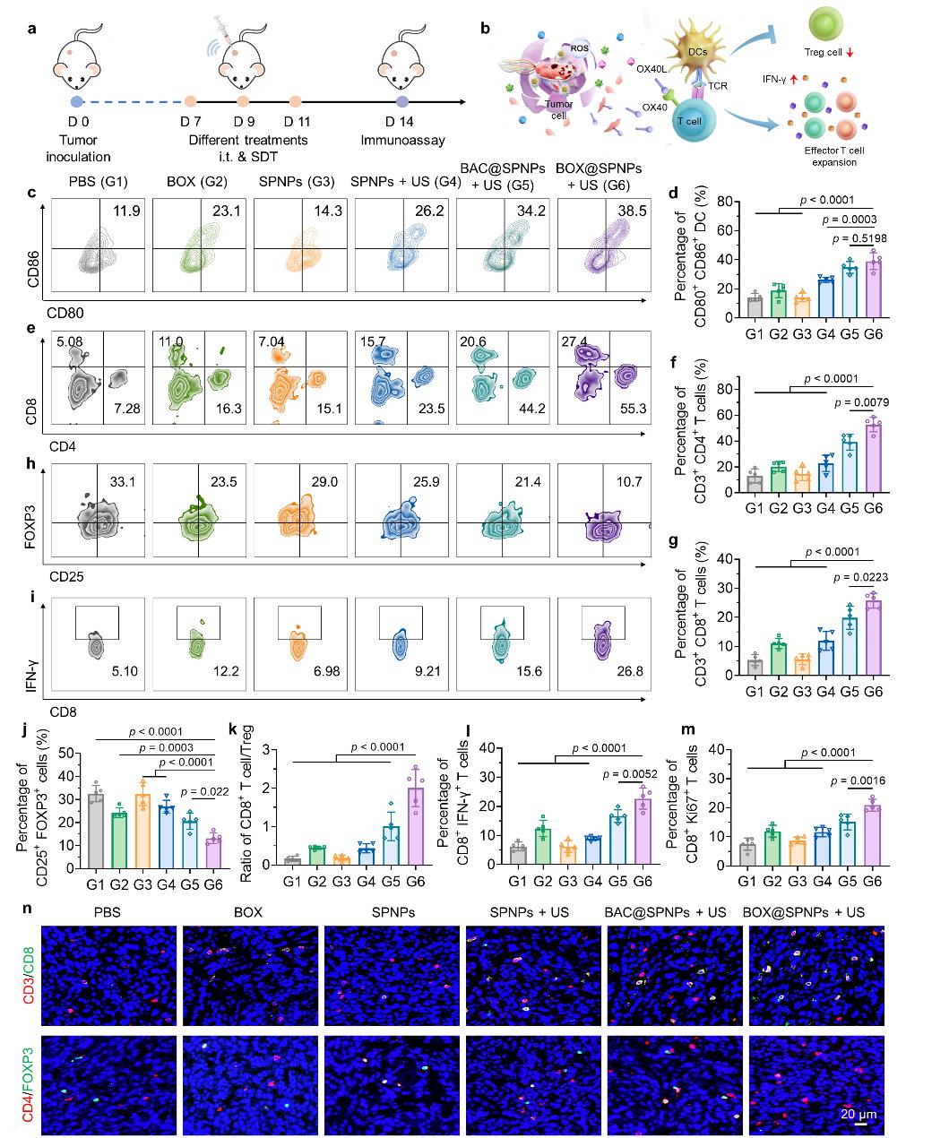 超声激活基因工程菌与OX40L:肿瘤免疫治疗新策略,高效动员T细胞抗癌 5 图片