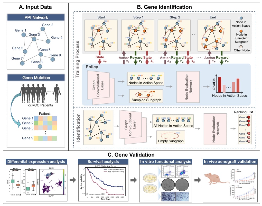 肾透明细胞癌治疗新方向:强化学习识别EGFR等关键风险基因 2 RL-GenRisk 总体框架图