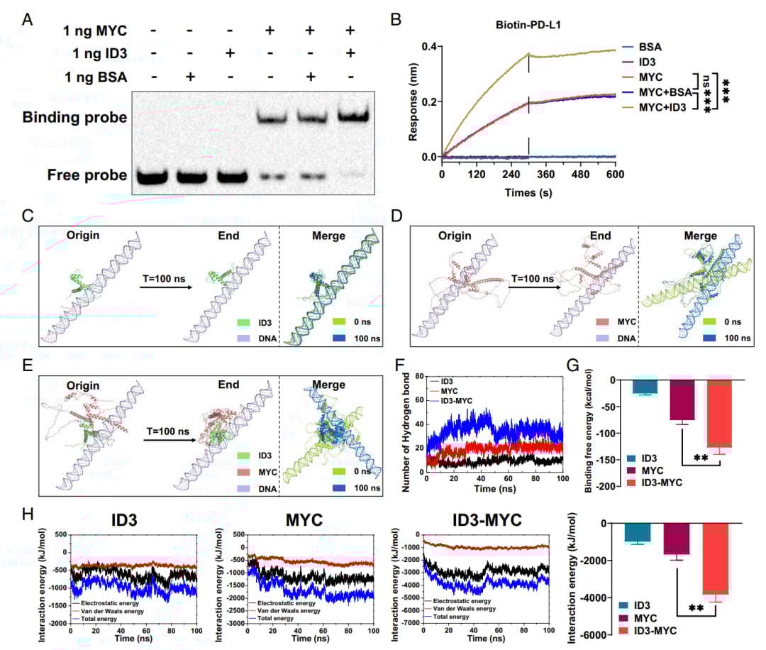 揭秘结直肠癌免疫逃逸新机制:ID3蛋白如何增强PD-L1表达,影响靶向免疫治疗? 2 ID3促进MYC结合PD-L1启动子的结构验证