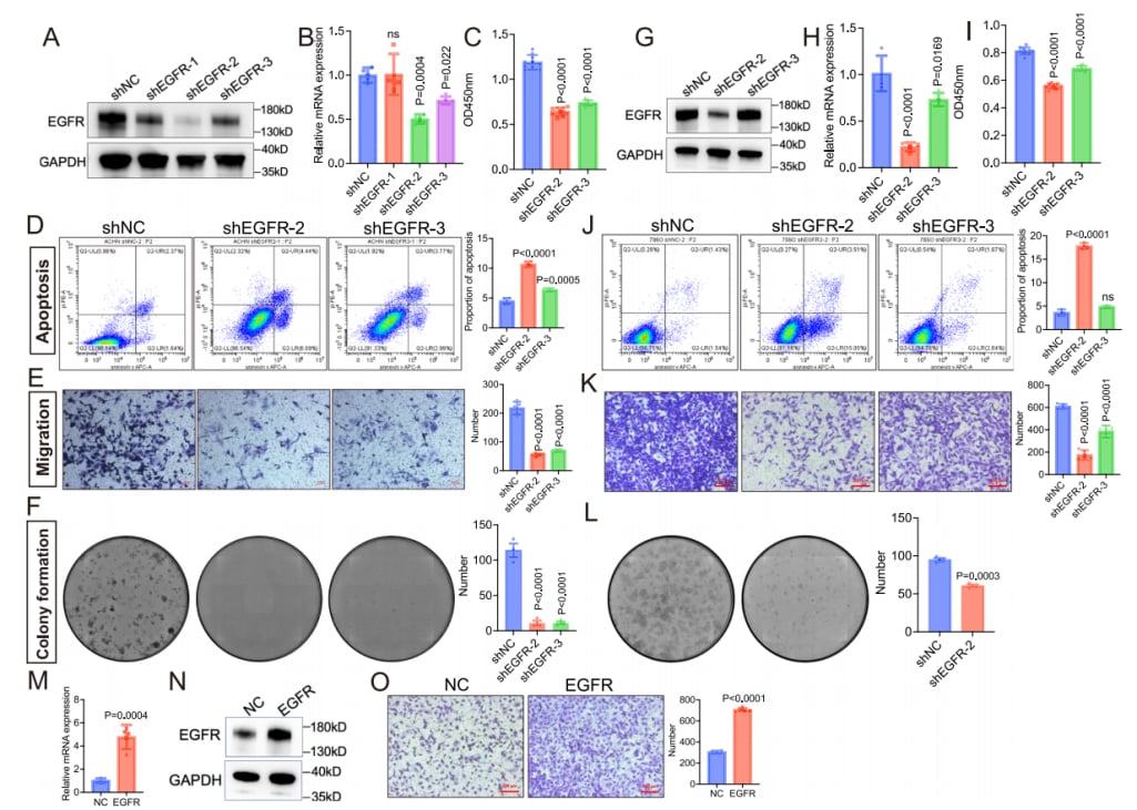 肾透明细胞癌治疗新方向:强化学习识别EGFR等关键风险基因 5 EGFR失调在体外实验中影响ccRCC进展