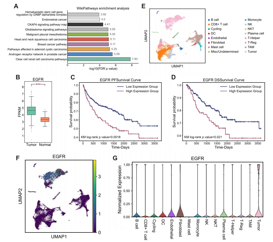 肾透明细胞癌治疗新方向:强化学习识别EGFR等关键风险基因 4 独立数据集分析结果